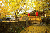 腾冲银杏村静谧秋景(9)